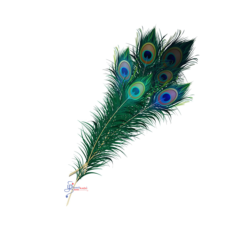 Natural Peacock Feather 70 Cm -  Canada