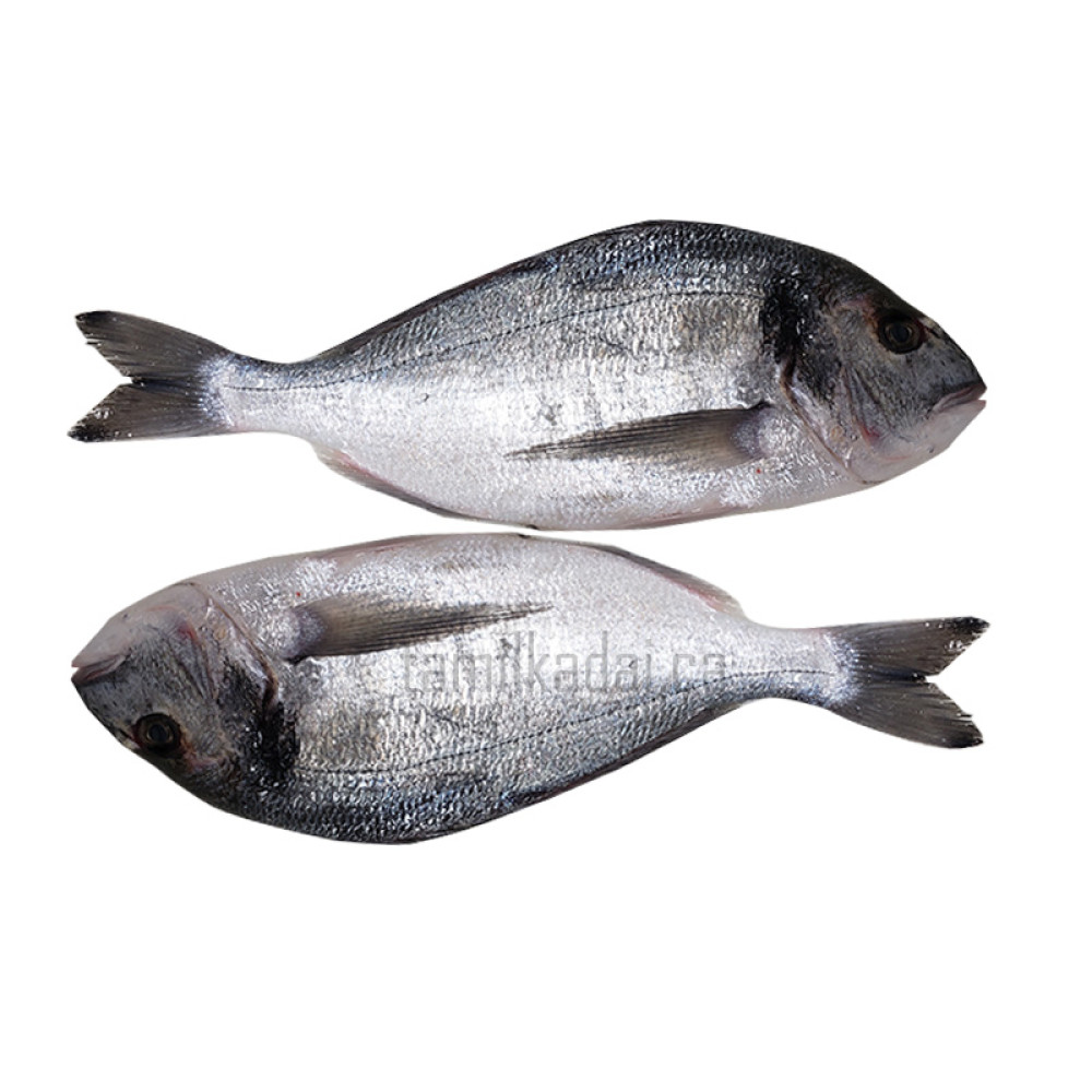 White Snapper Fish (0.85-1 lb) - வெள்ளை விளை மீன்