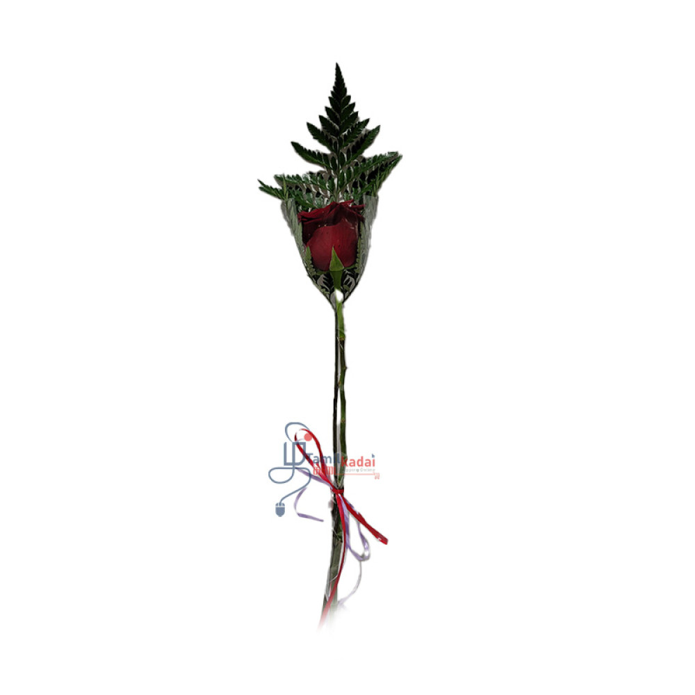 Rose flower -Gift-ரோஸா பூ 