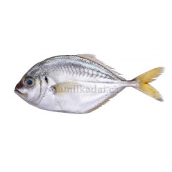 King Fish Cut and Clean (0.85 LB - 1.05 LB)அறக்குளா